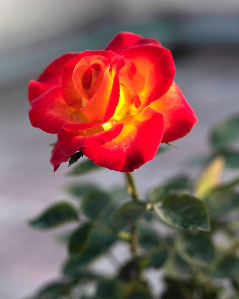 টবে গোলাপ চাষ